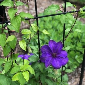 Meet your Posher, Guadalupe